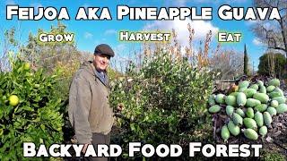 Growing & Harvesting The Delicious Feijoa aka Pineapple Guava Fruit Tree | All You Need To Know!