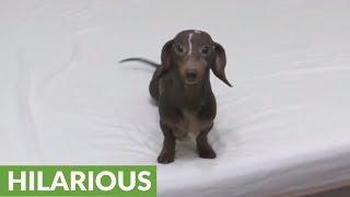 Puppy totally loses it after being allowed to play on the bed