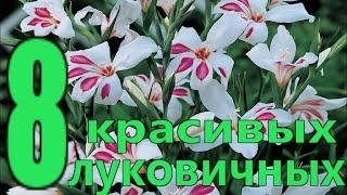 8 САМЫХ ПОПУЛЯРНЫХ ЛУКОВИЧНЫХ ЦВЕТОВ весенней посадки в саду/Елена Мир Семян и Цветов