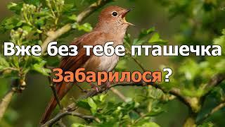"ЩЕБЕТАЛА ПТАШЕЧКА "- народна. Плюс і слова.