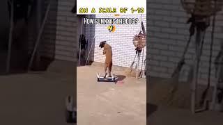 Hilarious Dog Skateboarding Fail Ends in Epic Wall Collision #shorts