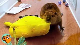Lady Saved a Baby Beaver. Now He Turns House Into a Dam Project | Cuddle Buddies