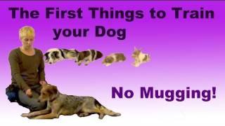 The most important things to train your dog- No Mugging!