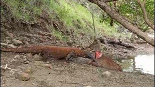 Komodo Hungry hunting deer is very brutal.