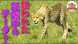 【チーターの一番長い日】獲物がとれない出産間近のチーターが別チーターと鉢合わせ！前代未聞の恐怖展開に…（羽仁進のマザーアフリカ㉘前編）【どうぶつ奇想天外／WAKUWAKU】