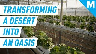 Producing Food, Water, and CLEAN ENERGY in The Desert | Mashable Originals