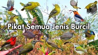 Suara Pikat Semua Jenis BurcilSirtu, Prenjak atas, Sogon, Kolibri dan Burcil Kebun