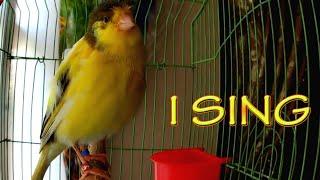 For training Canary singing (Russian singer canary singing) Original Song. Для обучения канареек