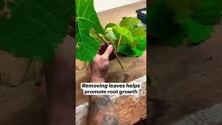 How to Propagate Grapes!#gardening #diy #hack #gardeningtips #propagation #landscape #cutting #short