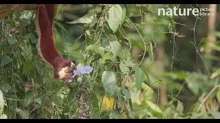 Malabar giant squirrel / Indian giant squirrel (Ratufa indica) eating flowers, Karnataka, India.