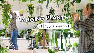 My Low-Light HANGING Plant Collection, Set Up + Watering Routine 