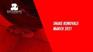 Snake Removal Compilation April 1, 2021