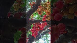 Summer covered with lychees #lychee #chinesefruits #exoticfruittrees #lyckyee #frozenlychee