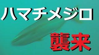 ハマチ メジロ ワラサがアジを襲う！　海釣り水中映像