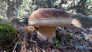 Boletus Edulis XXL y primeros niscalos a 15 de septiembre de 2024