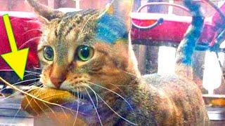 葉っぱを加えて魚屋に通う猫。店主の神対応にネットユーザーが拍手喝采！