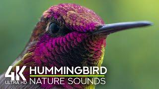 Soothing Soundscape of a Backyard Garden - 4K Hummingbird Relaxing on a Summer Day