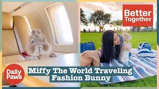 Miffy The Fashion Bunny Models on Instagram & Travels the World | Better Together | Daily Paws