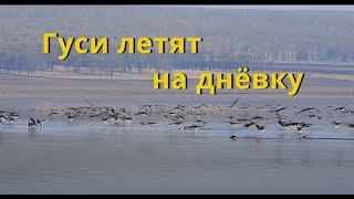 Гуси летят на днёвку Geese fly from the fields to the lake #wildlife