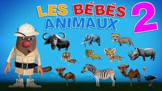 Foufou - Les Bébés Animaux (Learn Baby Animals for Kids) Serie 02 4K