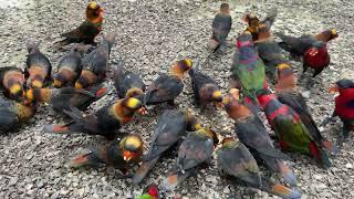 Aviary Penuh Dengn Burung Nuri, Kandang Raksasa Burung Nuri