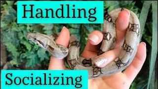 How to  Handle Snakes!