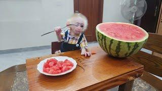 Monkey Bibu eats delicious watermelon for the first time!