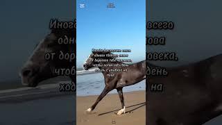 цитаты #лошади #омархайям #цитаты великих #умныемысли #красивоевидео