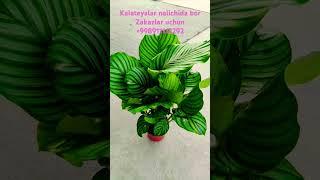 Kalateyalar zakazlar uchun +998911112292 #plants #цветы #gullar #kalateya #dekabrist #flowers #agro