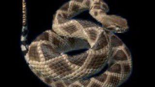 Green Hell VR: Rattlesnake