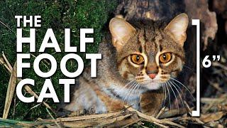 Rusty Spotted Cat: The Smallest Cat In The World