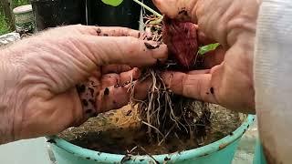 PART 3 - HOW TO TURN 1 SWEET POTATO INTO 100 SWEET POTATOES - PREPARING & PLANTING INTO #garden