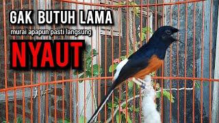 murai batu gacor AMPUH buat PANCINGAN murai batu agar bunyi JADIKAN burung murai gacor EMOSI