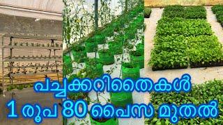 Seedlings| 1 രൂപ 80 പൈസ മുതൽ | K.T.G HighTech Farms | Jobin Magic World