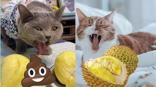 Funny Cats Reaction To Smelling Durian #2-Cute and Funny Cat Videos Compilation