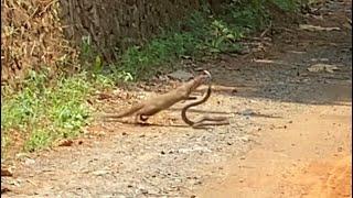 Cobra vs mangoose fight kerala #mangoose #fight #snake #snakebite #kerala #india