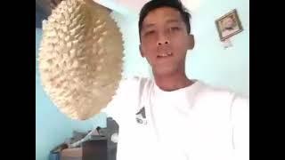 durian varian lokal berat 4kg UP!!!! ##hobby #durian #montong #petruk #bawor #lokal #PETANIMUDA