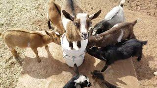 Last Bottle Feeding For The Baby Goats!! S2E19