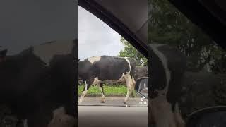 Azores - The Traffic