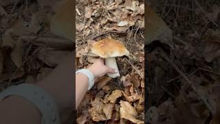 Perfect boletus | Funghi porcini |Boletus #porcinimushrooms #pilze #mushroom #boletus #grzyby #гриби