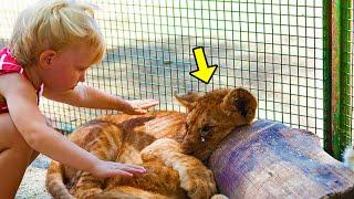 Mom Films Daughter Petting Lions… What Happens 5 Seconds Later Is Incredible!