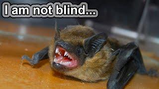 "I want to suck your blood..." | 10 COOL BAT FACTS