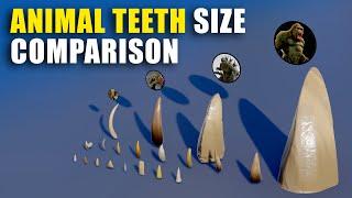 Animal Teeth 3D Size Comparison: From  smalles to the biggest 