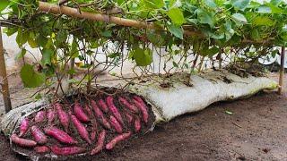 Why do sweet potatoes grown in soil bags have so many large tubers?