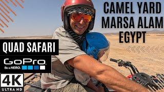 Quad Safari & Camel Rides! Family Fun in Camel Yard, Marsa Alam, Egypt