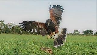 HARRIS HAWK FITNESS