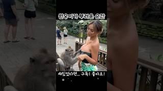 원숭이가 부러운 순간 #재밌는영상 #유머 #웃긴영상 #재미 #짤