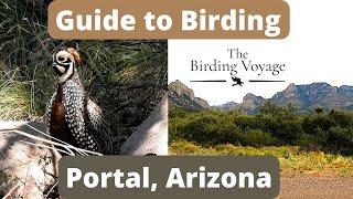 A Guide to Birding Portal, Arizona. Over 75 Species! #birding #birds #birdwatching #birdspecies