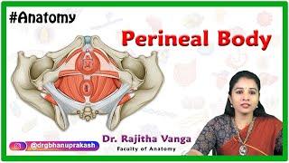 The perineal body Anatomy (or central tendon of perineum)