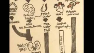 Renin-Angiotensin-Aldosterone System Overview